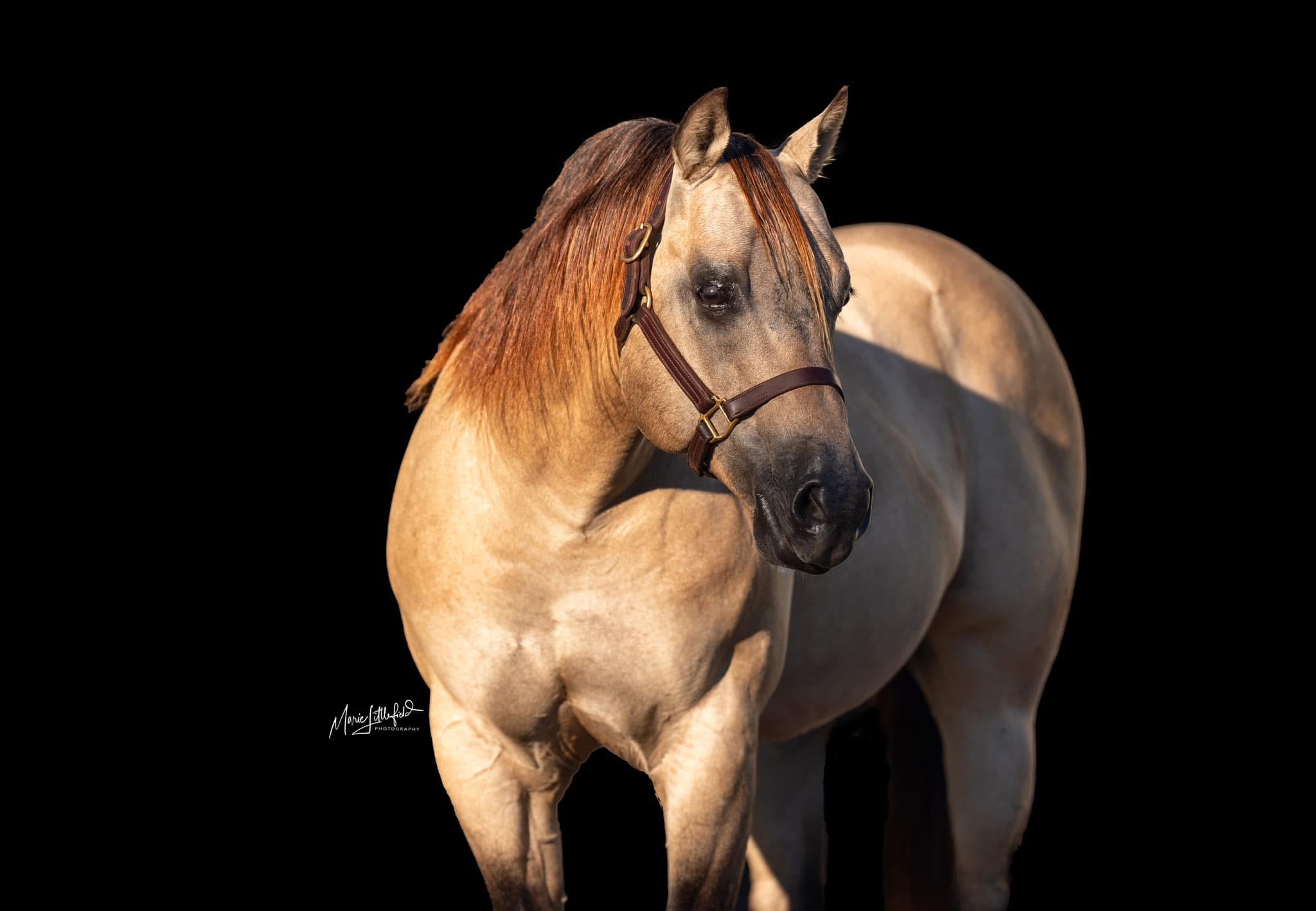 Ima Talented Guy, buckskin barrel racing stallion